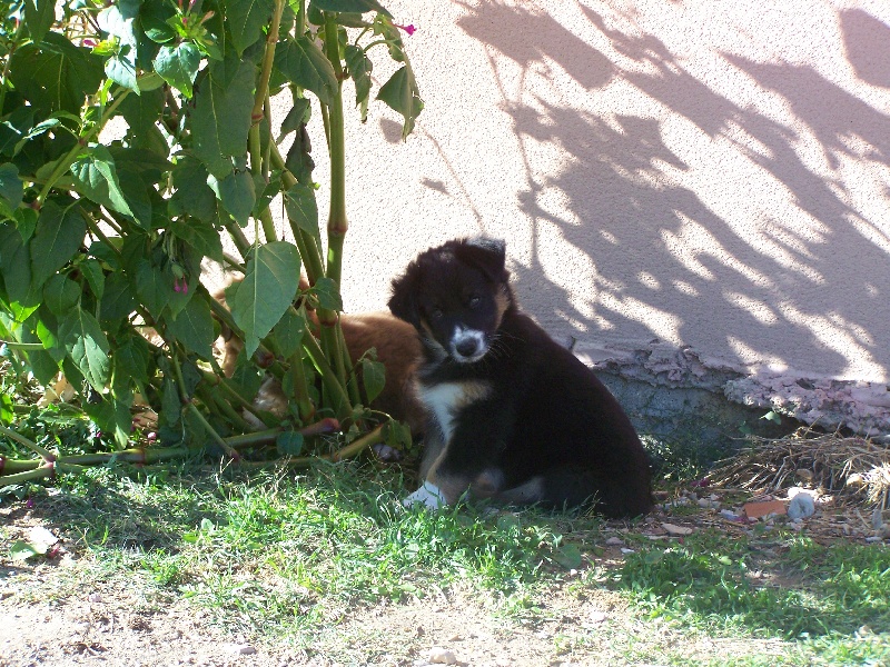 Engie des Bergers du Soleil