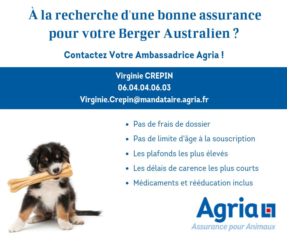 Une bonne assurance pour votre chiot!