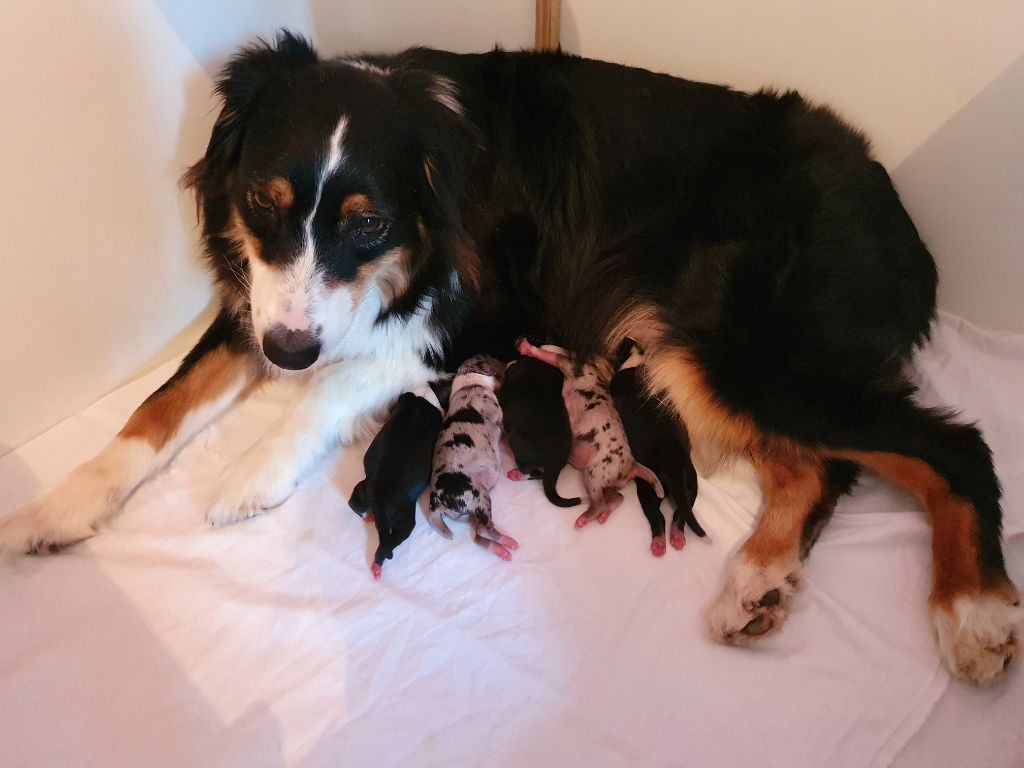 Chiot Berger Australien de l'Arche des Anges